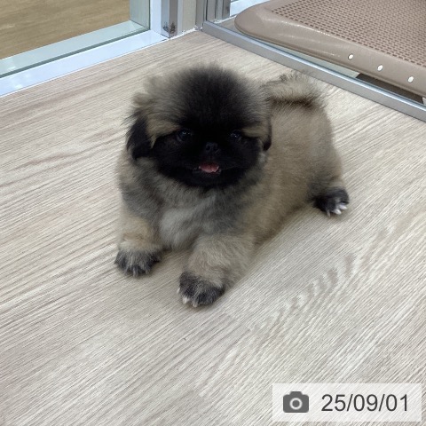 ペキニーズの写真