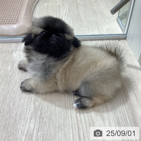 ペキニーズの写真