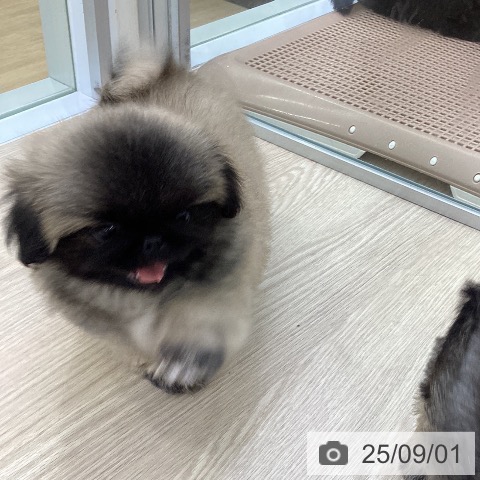ペキニーズの写真