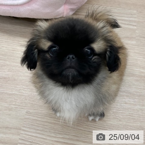 ペキニーズの写真