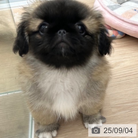 ペキニーズの写真