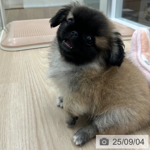 ペキニーズの写真