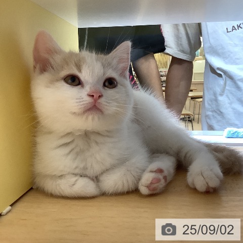 スコティッシュフォールドの写真