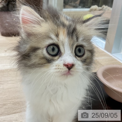 ラガマフィンの写真