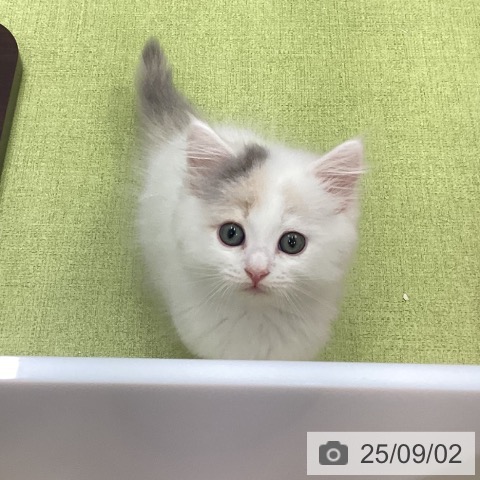 ラガマフィンの写真