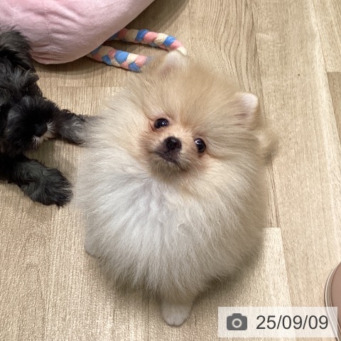 ポメラニアンの写真
