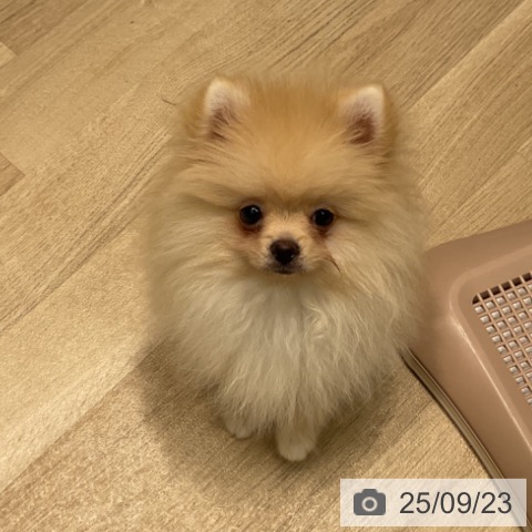 ポメラニアンの写真