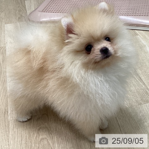 ポメラニアンの写真