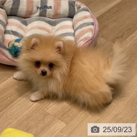 ポメラニアンの写真