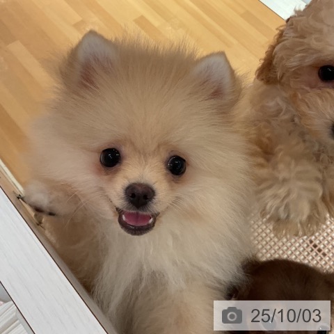 ポメラニアンの写真