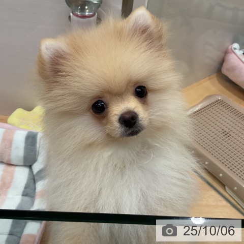 ポメラニアンの写真