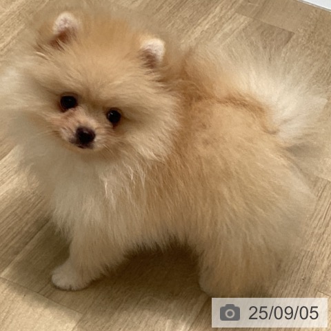 ポメラニアンの写真