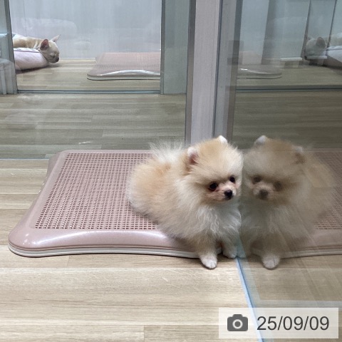 ポメラニアンの写真