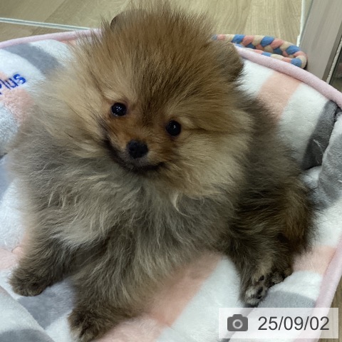 ポメラニアンの写真