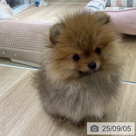 ポメラニアンの写真