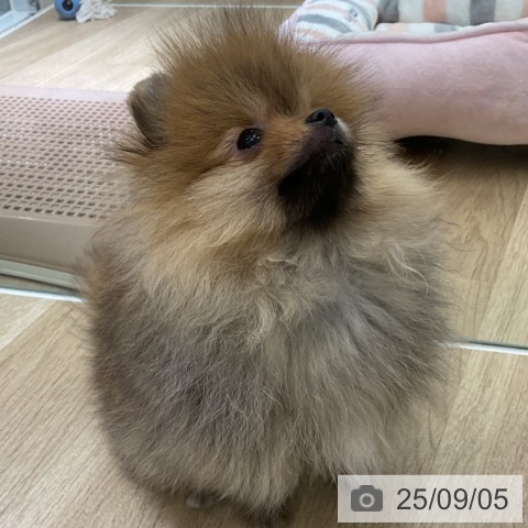 ポメラニアンの写真
