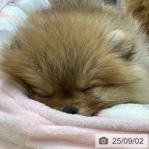 ポメラニアンの写真