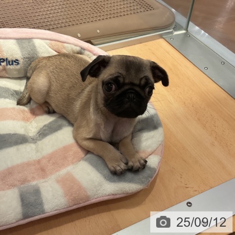 パグの写真