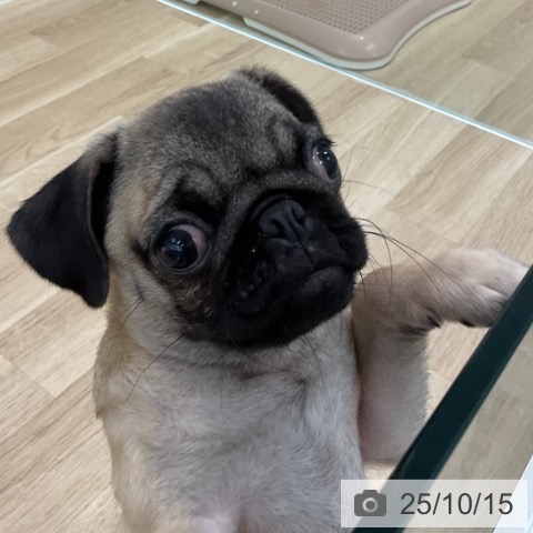 パグの写真
