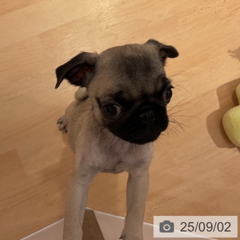 パグの写真