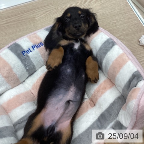 ミニチュア・ダックスフンドの写真