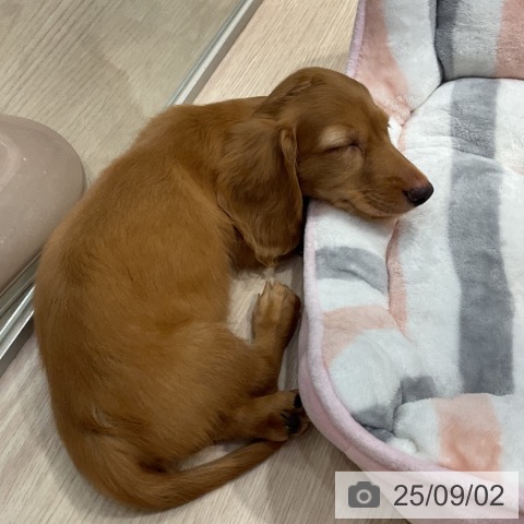 ミニチュア・ダックスフンドの写真