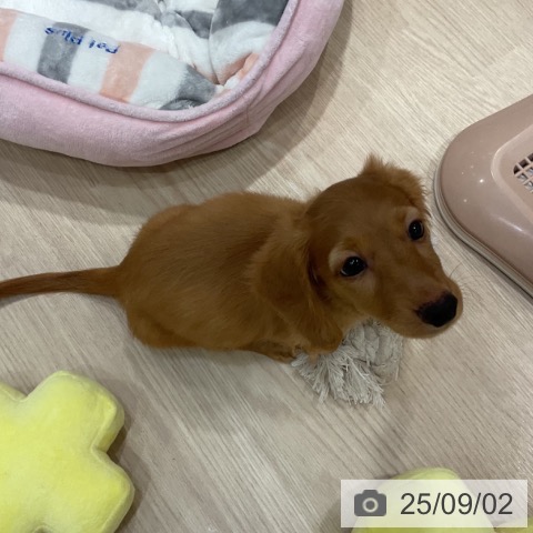 ミニチュア・ダックスフンドの写真