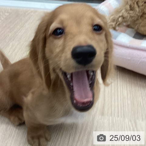 ミニチュア・ダックスフンドの写真