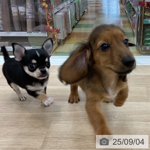 ミニチュア・ダックスフンドの写真