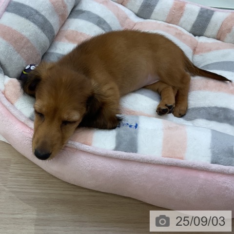 ミニチュア・ダックスフンドの写真
