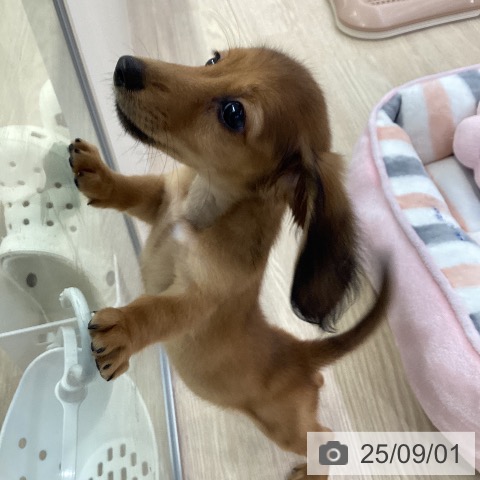 ミニチュア・ダックスフンドの写真