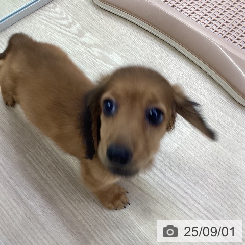 ミニチュア・ダックスフンドの写真