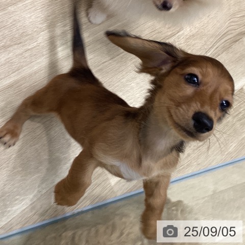 ミニチュア・ダックスフンドの写真