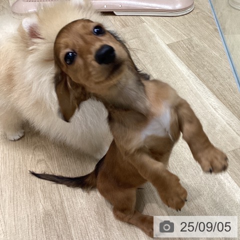 ミニチュア・ダックスフンドの写真