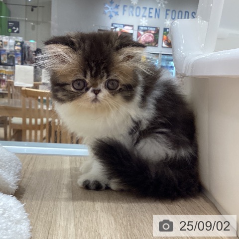 エキゾチックの写真