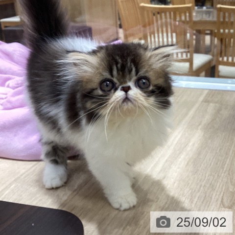 エキゾチックの写真