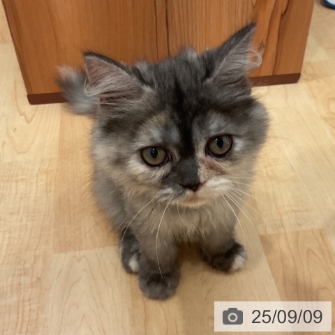スコティッシュフォールドの写真