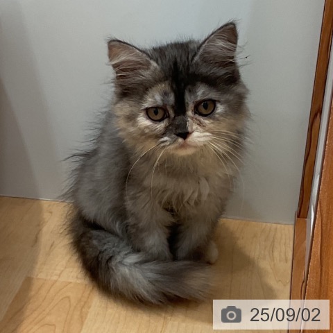 スコティッシュフォールドの写真
