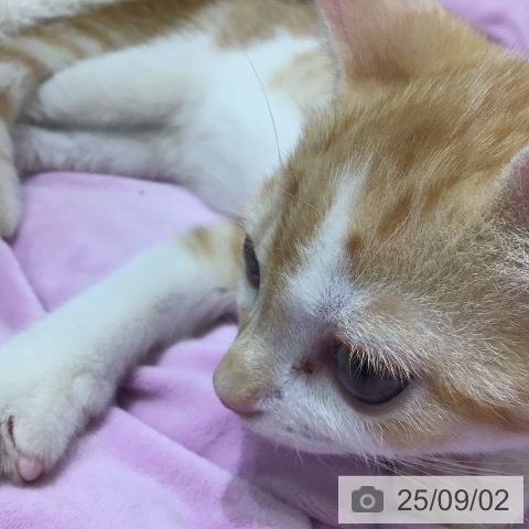 スコティッシュフォールドの写真