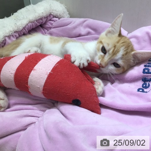 スコティッシュフォールドの写真