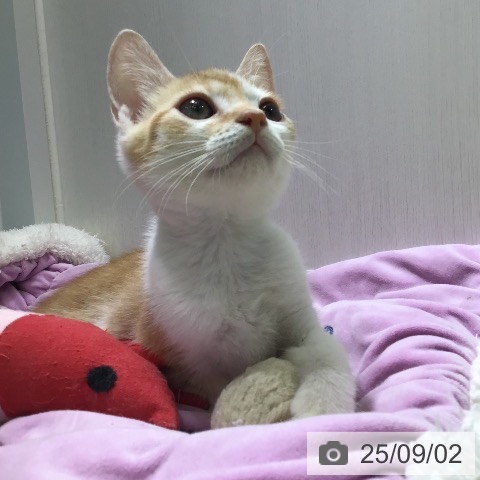 スコティッシュフォールドの写真