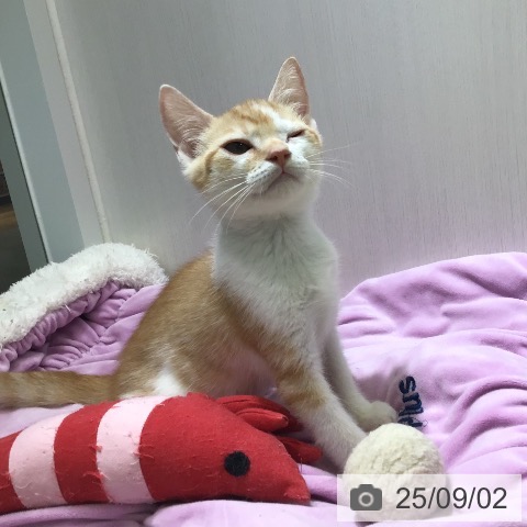 スコティッシュフォールドの写真