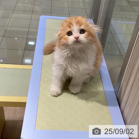 スコティッシュフォールドの写真