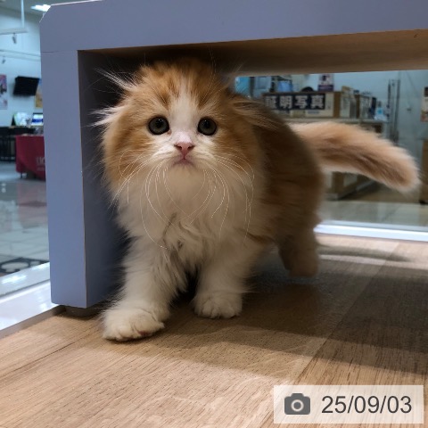 スコティッシュフォールドの写真