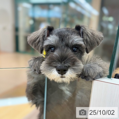 ミニチュア・シュナウザーの写真