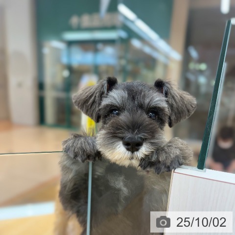 ミニチュア・シュナウザーの写真