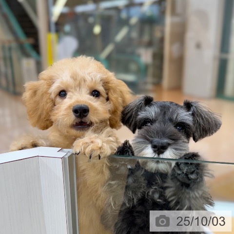 ミニチュア・シュナウザーの写真