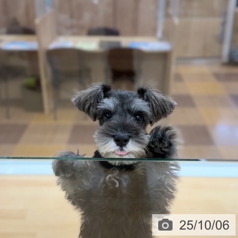 ミニチュア・シュナウザーの写真