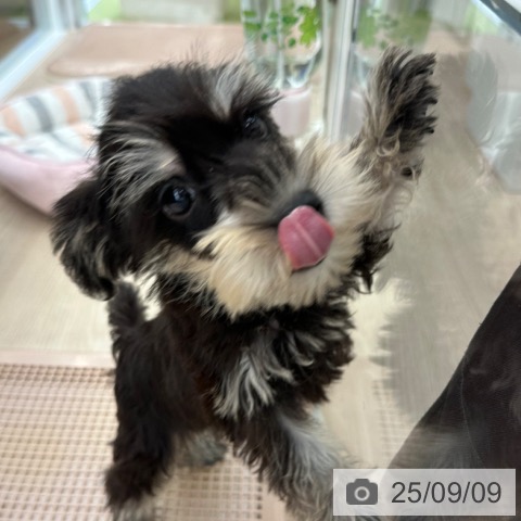 ミニチュア・シュナウザーの写真