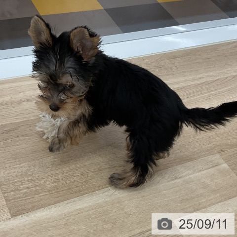 ヨークシャー・テリアの写真